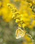 Sulfur 3775